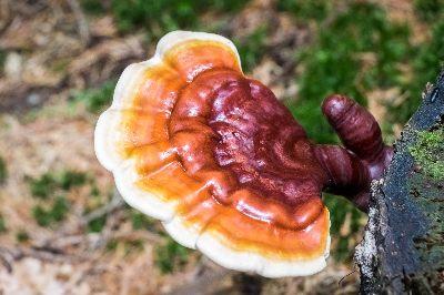 Welche Nebenwirkungen hat der Reishi Pilz? - Cover Image