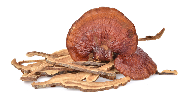 Ganoderma Lucidum Vitalpilz