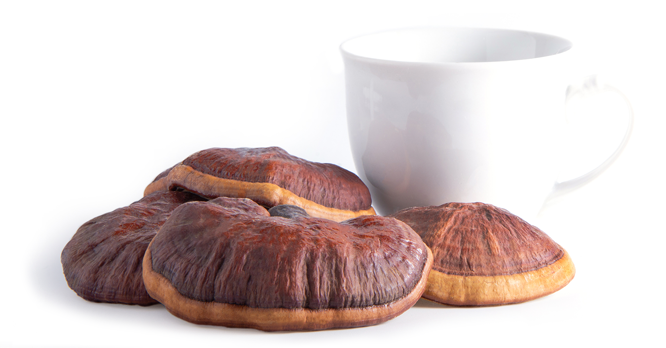 Ganoderma Lucidum Vitalpilz